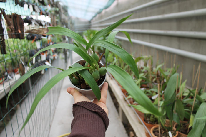 Coelogyne cristata.jpg