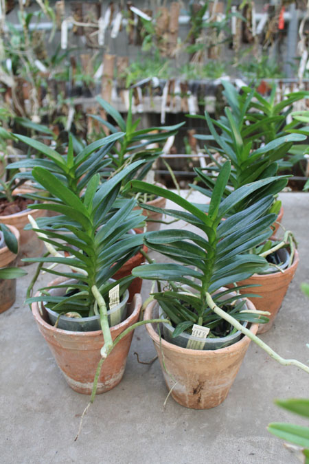 Christensonia vietnamica x Aerides houlletiana.jpg