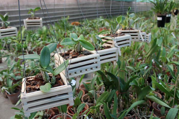 Cattleya walkeriana 'Edward' x nobilior coerulea 'Pledge'.jpg