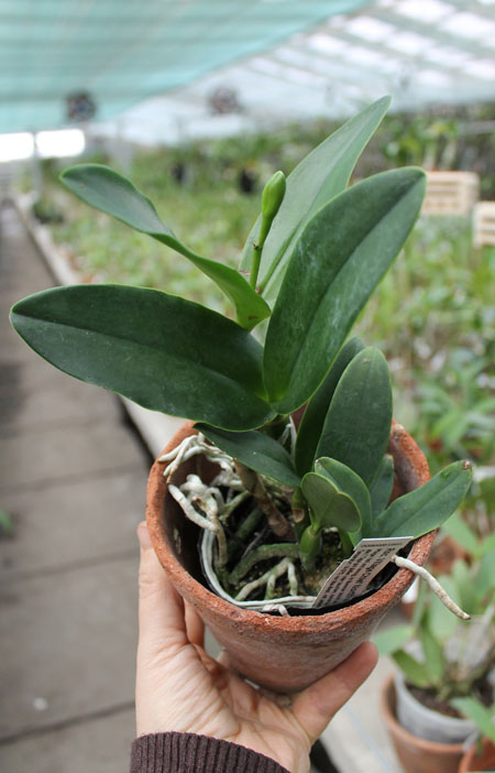 Rhynchosophrocattleya Village Chief North Green Genius.jpg