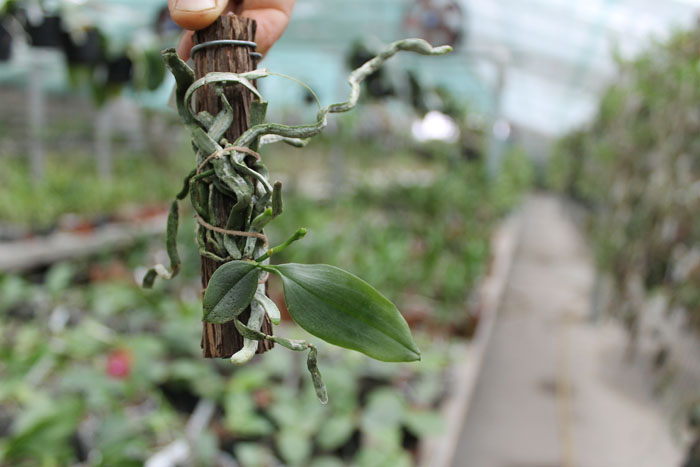 Phalaenopsis thailandica.jpg