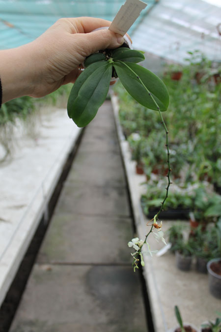 Aerangis citrata.jpg