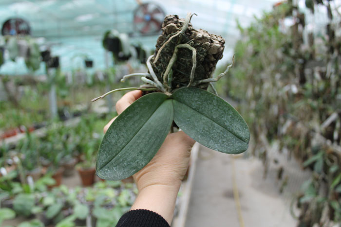 (Phalaenopsis schilleriana x Phalaenopsis Hwafeng Redjewel) 'Pink Angel'.jpg