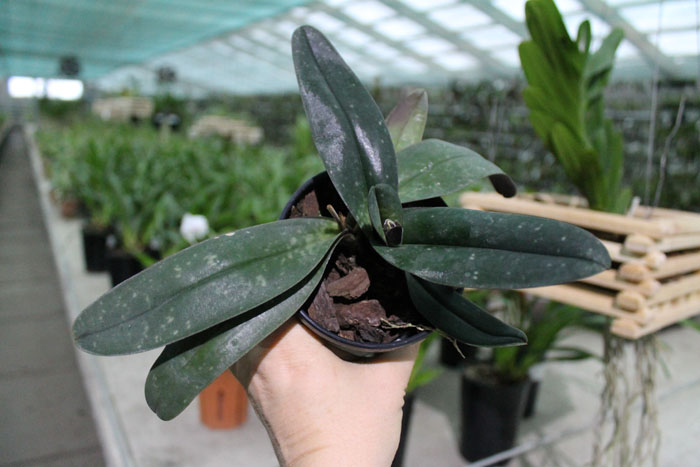 Paphiopedilum godefroyae.jpg