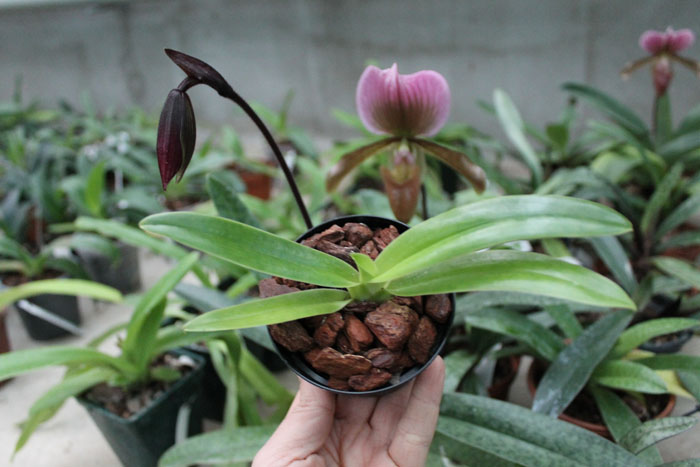 Paphiopedilum sanderianum.jpg