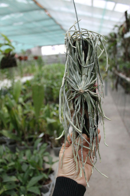 Chiloschista lunifera.jpg