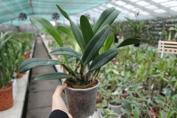 Rhyncholaeliocattleya King Harold x intermedia.jpg