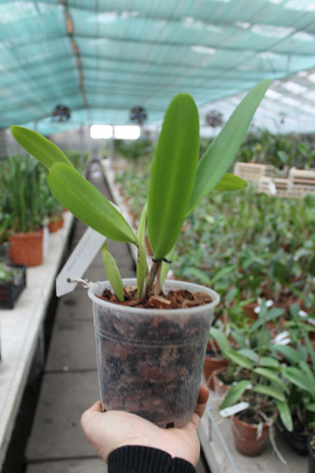 Brassolaeliocattleya Aloha Spirit 'Lenette'.jpg