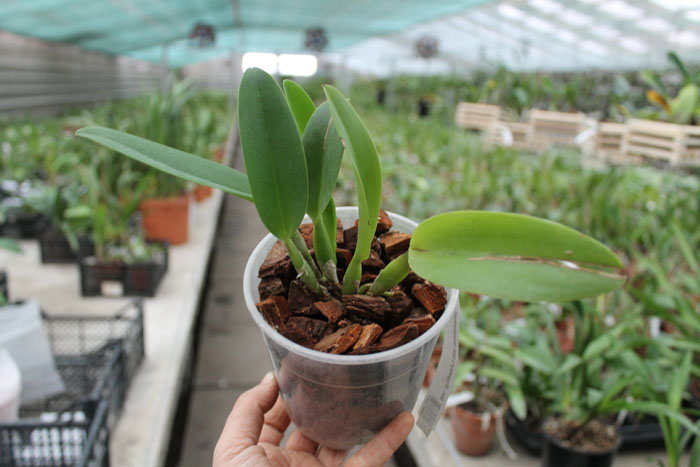 Brassolaeliocattleya Rugeley's Mill 'Mendenhall'.jpg