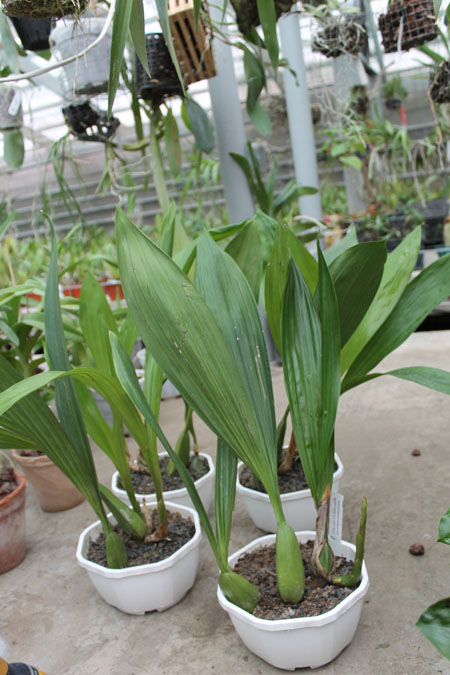 Coelogyne pandurata.jpg