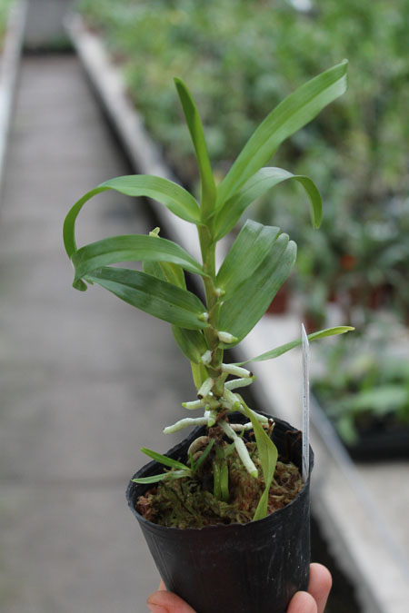 Angraecum germinyanum.jpg