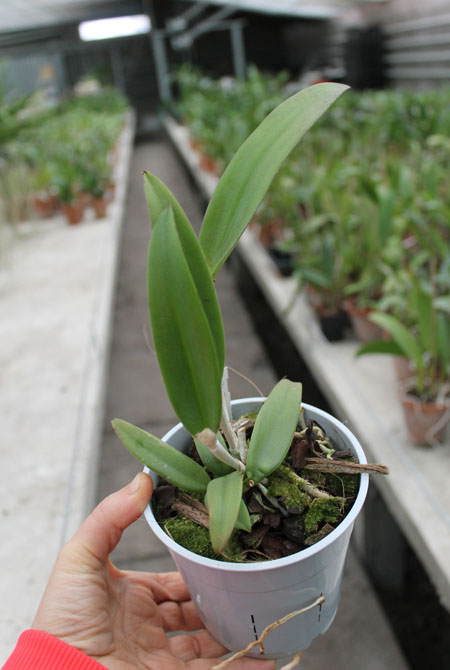 Brassocattleya Binosa 'Wabash Valley'.jpg
