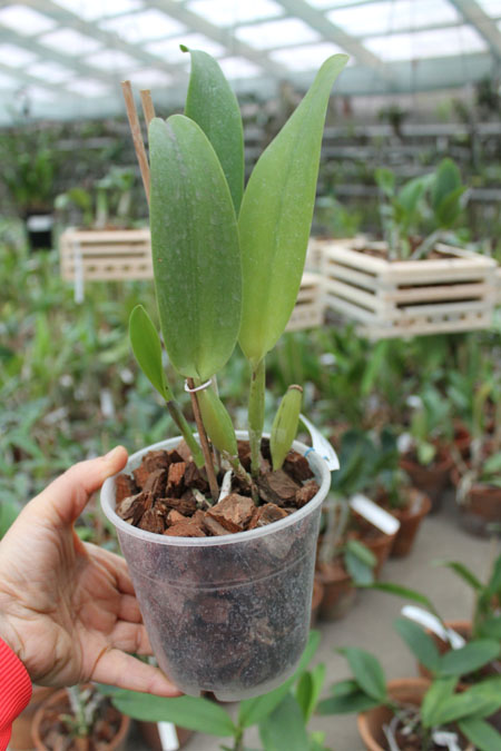 Brassolaeliocattleya Dickie Brooks 'Cole #6' x Brassolaeliocattleya Chia Lin 'Shinsu #1'.jpg