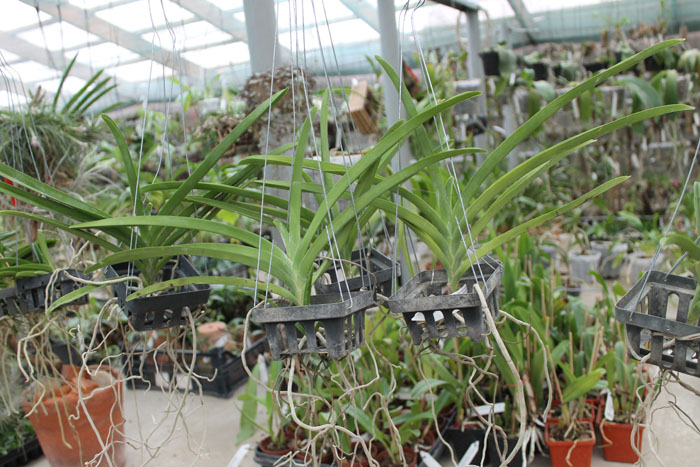 Vanda sanderiana.jpg