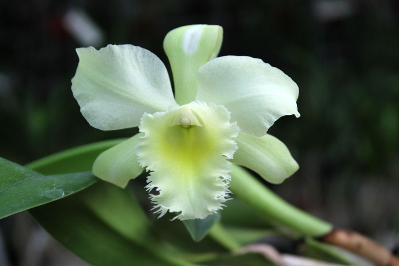 Potinara Luna Jaune 'Celebration' x Brassavola digbyana.jpg