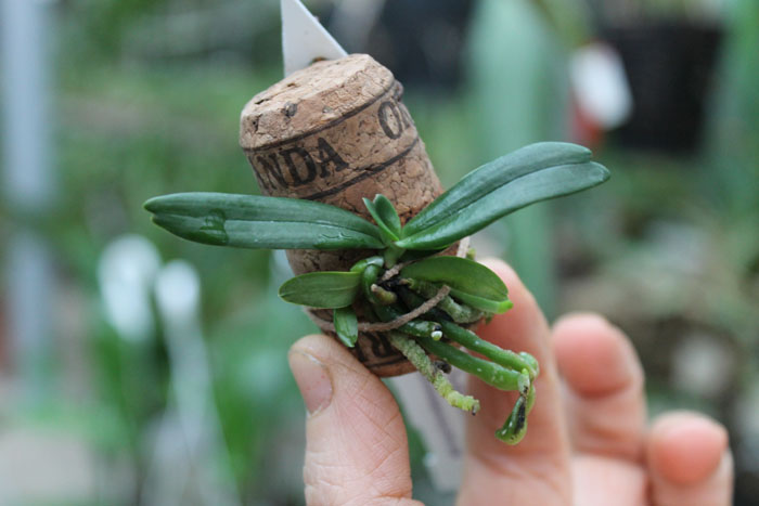 Aerangis rhodosticta.jpg