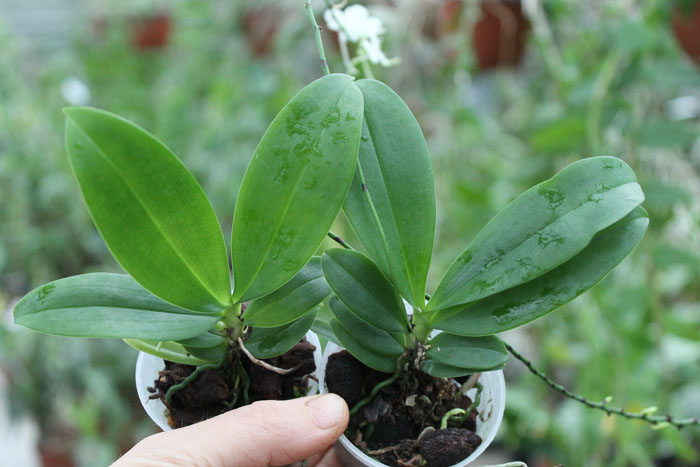 Aerangis citrata.jpg