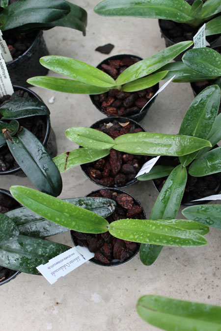Paphiopedilum sanderianum.jpg