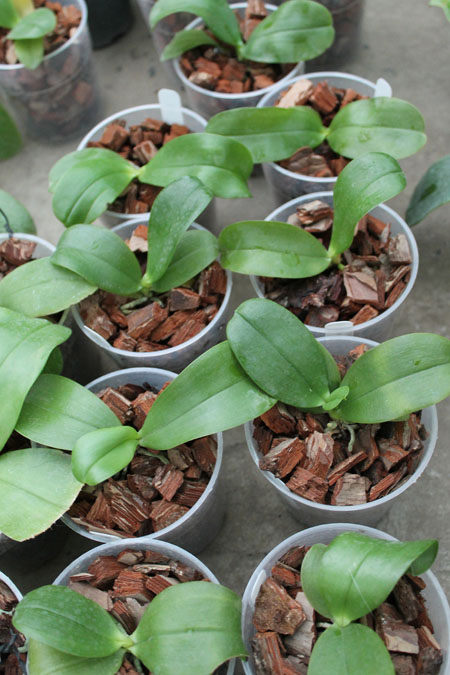 Phalaenopsis violacea 'Blue Indigo'.jpg