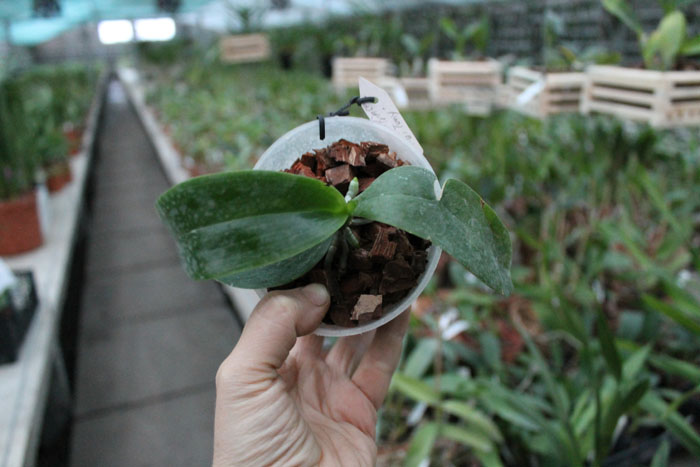 Phalaenopsis Brother Princess 'Hai-Tung'.jpg