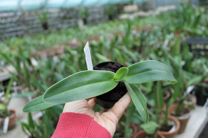 Paphiopedilum kolopakingii var topperi.jpg