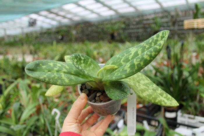 Paphiopedilum Maudiae alba.jpg
