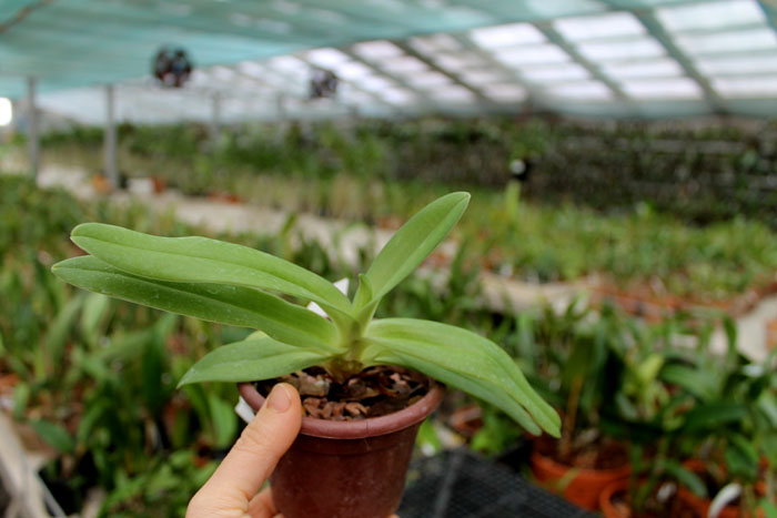 Paphiopedilum fairrieanum.jpg