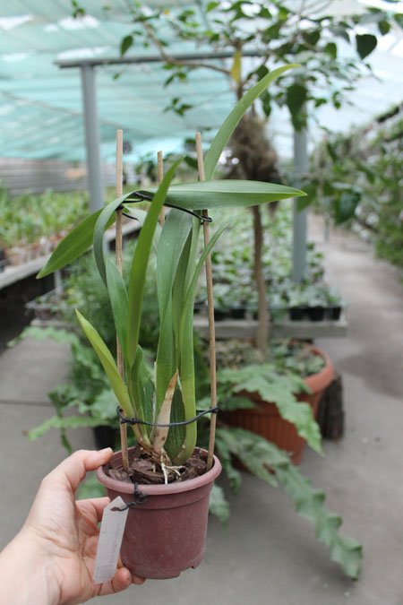 Beallara Mathias Glamour.jpg