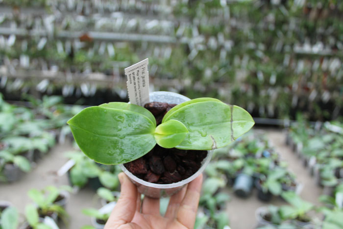 Phalaenopsis javanica.jpg