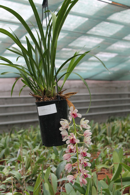 Cymbidium cascade 'Sakura'.jpg