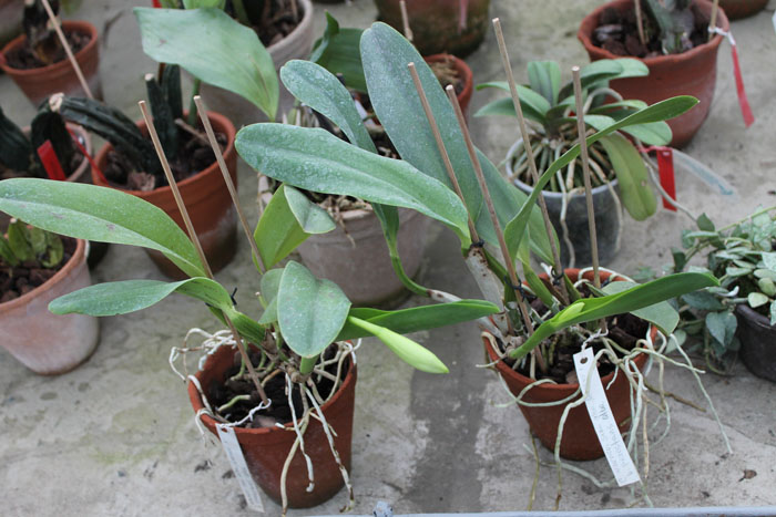 Cattleya warneri semi alba 'Geneva' x Laelia praestans alba.jpg