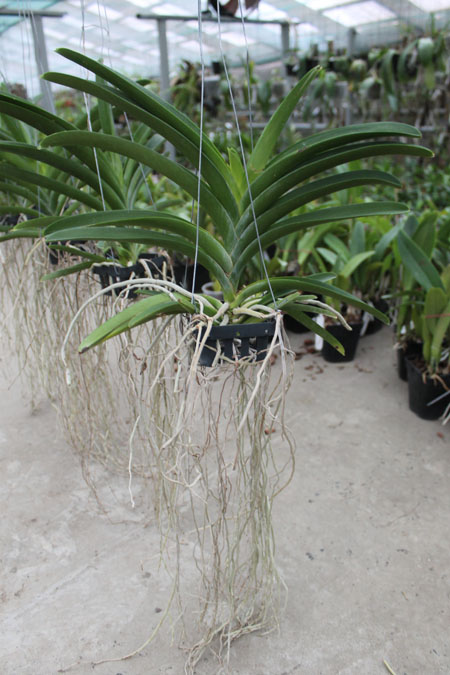 Vanda Kultana Papion.jpg