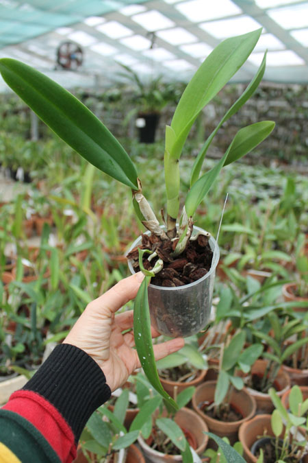 Rhyncholaeliocattleya (King Harold x Monroe Walk).jpg