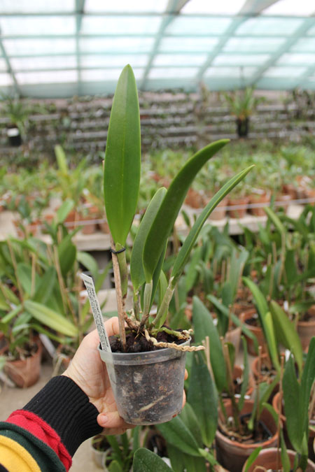 Rhynchobrassoleya Chief Cindy 'Perfume'.jpg