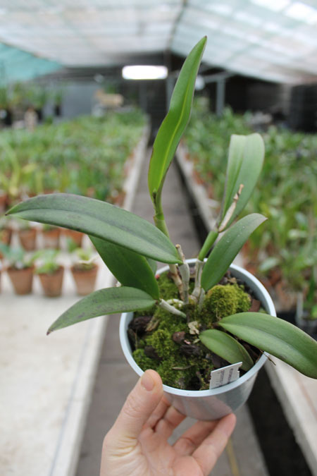 Brassocattleya Binosa 'Wabash Valley'.jpg