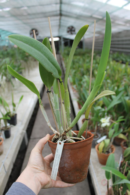 Cattleya lueddemanniana alba 'OMG' x Cattleya lueddemanniana coerulea 'Siquesique'.jpg