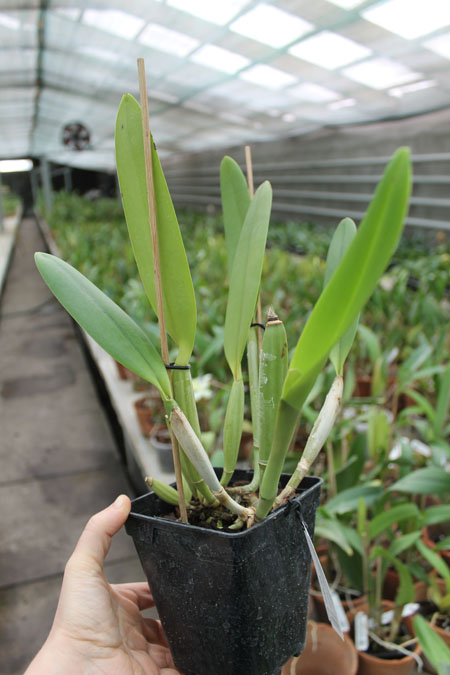 Cattleya lueddemanniana (coerulea 'Mariauxi' x tipo) x lueddemanniana coerulea 'Tania'.jpg