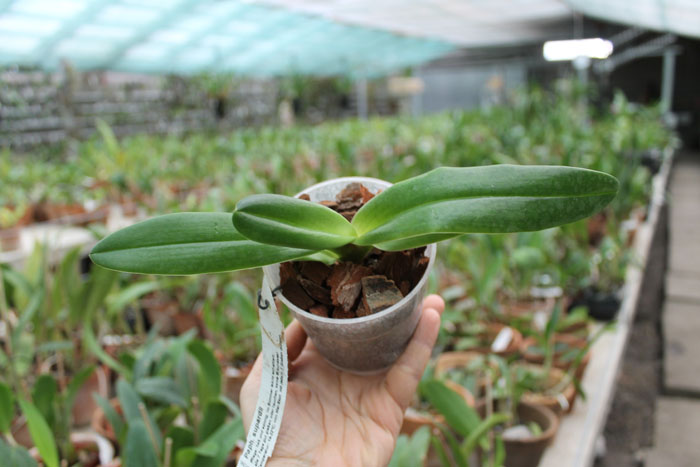 Paphiopedilum supardii.jpg