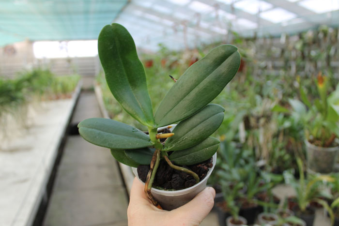 Aerangis stylosa x articulata.jpg