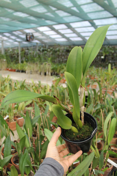 Rhyncholaeliocattleya Kuan Miao Chen.jpg