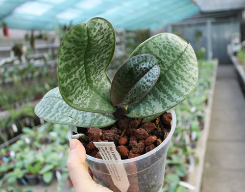 Phalaenopsis x amphitrite.jpg