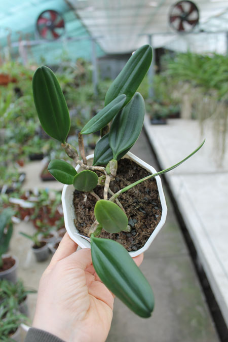 Bulbophyllum vaginatum.jpg