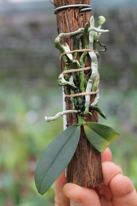 Phalaenopsis stobartiana.jpg