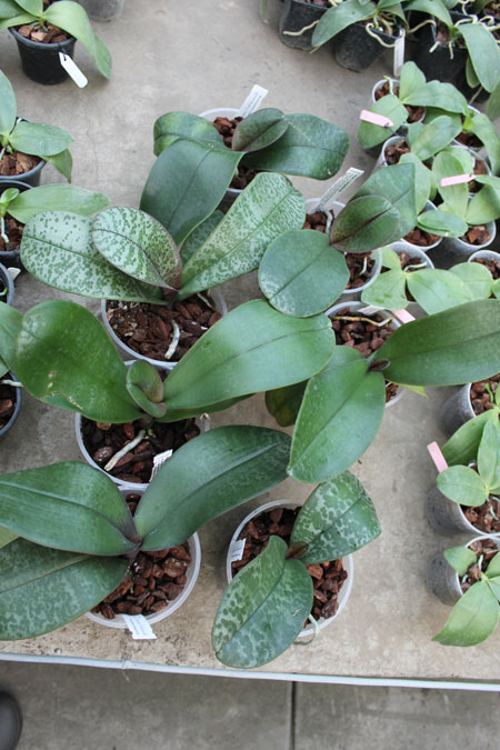 Phalaenopsis x amphitrite.jpg