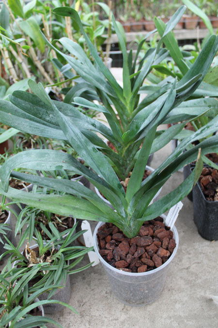 Angraecum sesquipedale.jpg