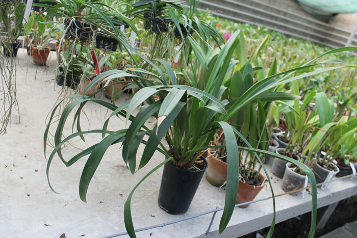 Cymbidium Tuffet.jpg