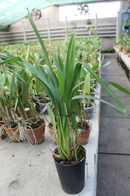 Cymbidium Cliff Hutchings.jpg