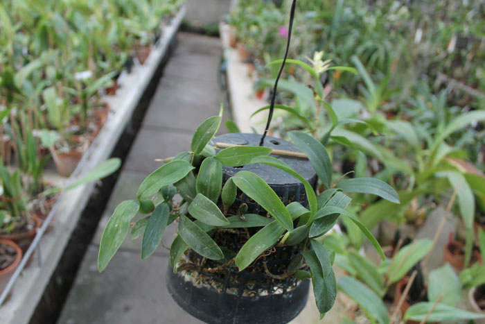 Coelogyne lindleyana.jpg