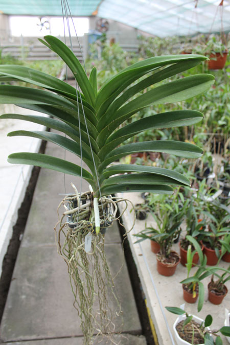 Vanda Chulee x Pak Chong Blue.jpg