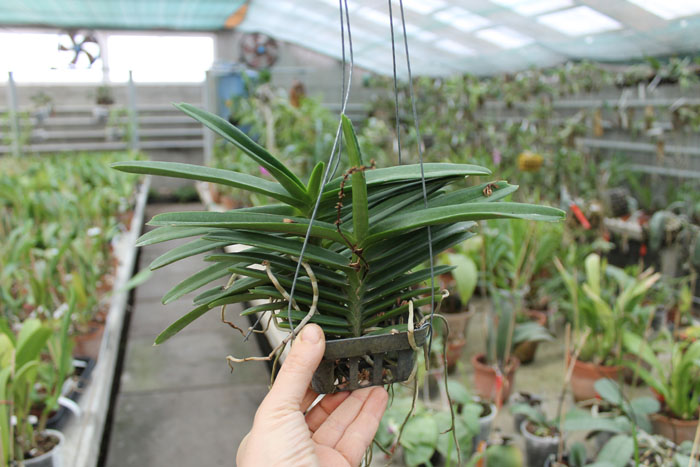 Ascocentrum miniatum.jpg